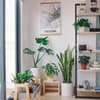 Pflanzen Wohnzimmer