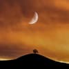 Zunehmender Mond am orangefarbenen Himmel mit einem Baum