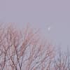 Mond am pastellfarbenen Himmel über einem kahlen Baum
