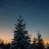 Tannenbaum vor Sternenhimmel