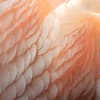 Peach Fuzz
