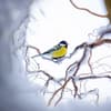 Vogel sitzt auf verschneitem Ast