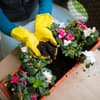 Frau pflanzt Blumen in einen Balkonkasten