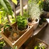 Kräutergarten Balkon