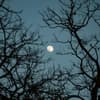 Mond am blauen Himmel mit kahlen Bäumen