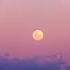 Rosa Mond