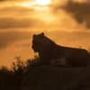 Löwe vor Sonnenuntergang