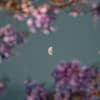 Mond hinter Ästen mit Blüten