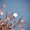 Blühende Zweige vor Mond