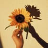 Sonnenblumen Nageldesign Sonnenblumen Nageldesign