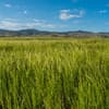 Teff-Landschaft