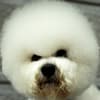 fluffy