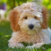 Labradoodle