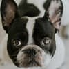 french-bulldog-cafe