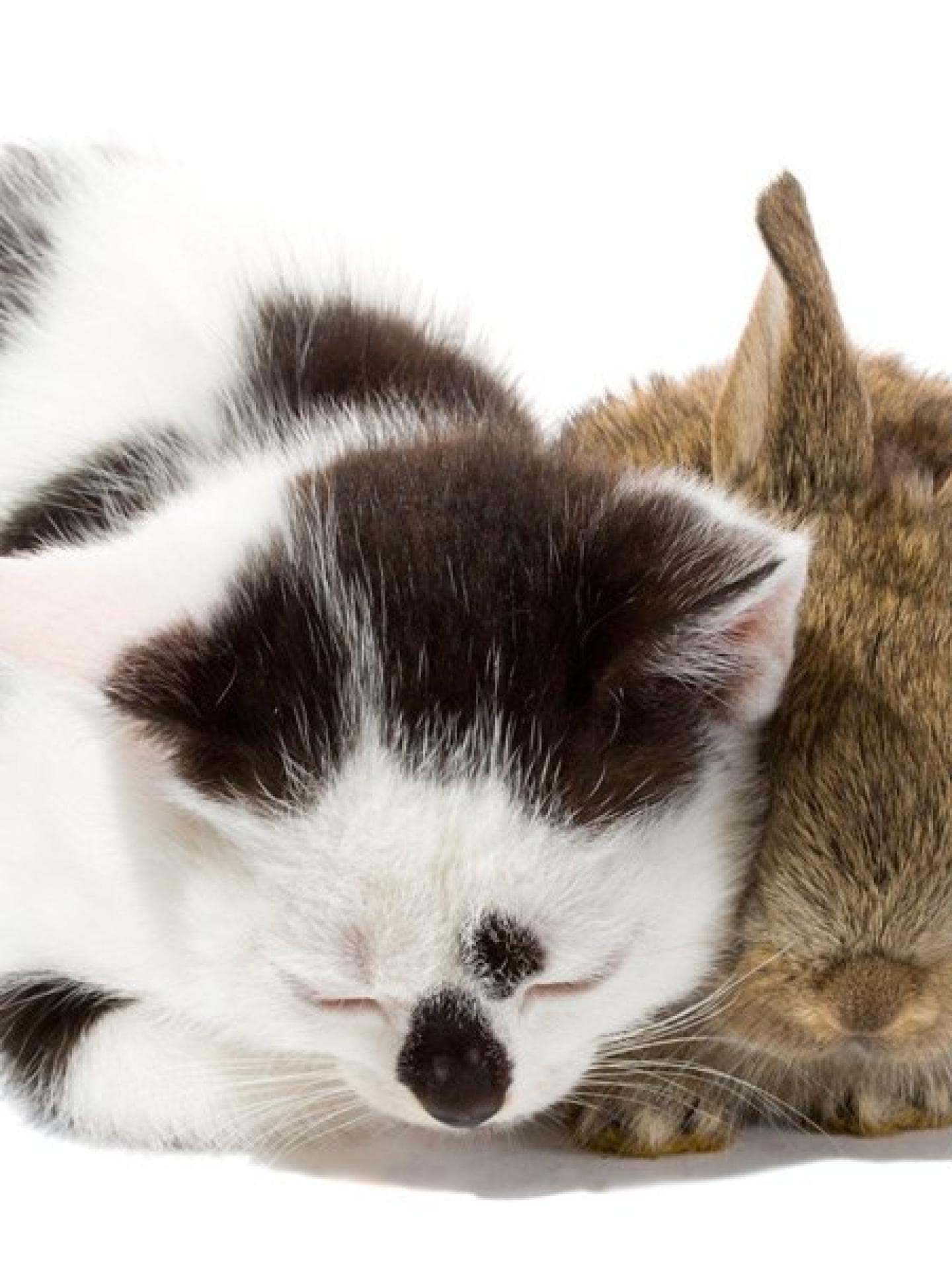 Katzenbaby kuschelt mit Hasenbaby
