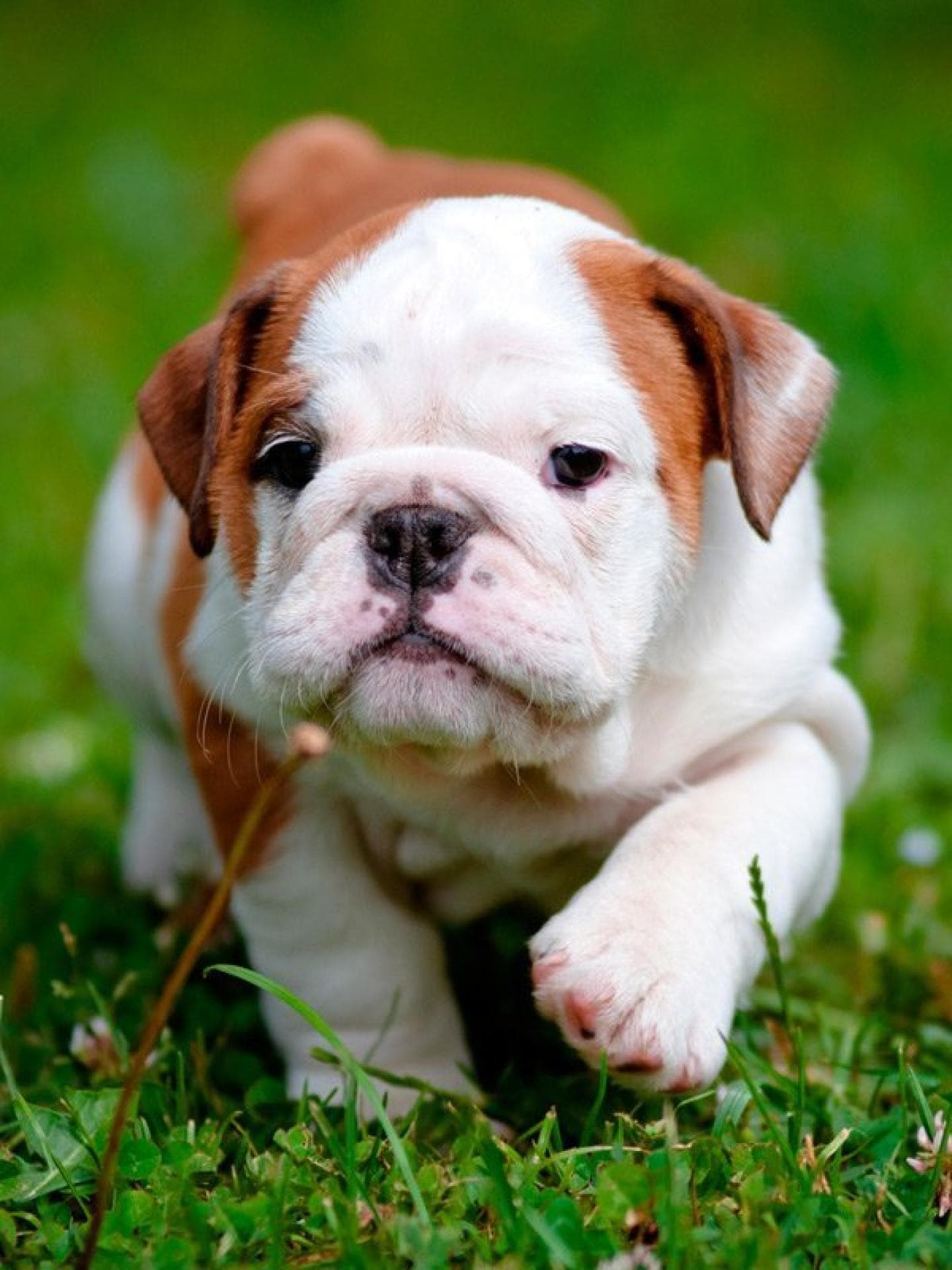 Bulldoggen-Welpe