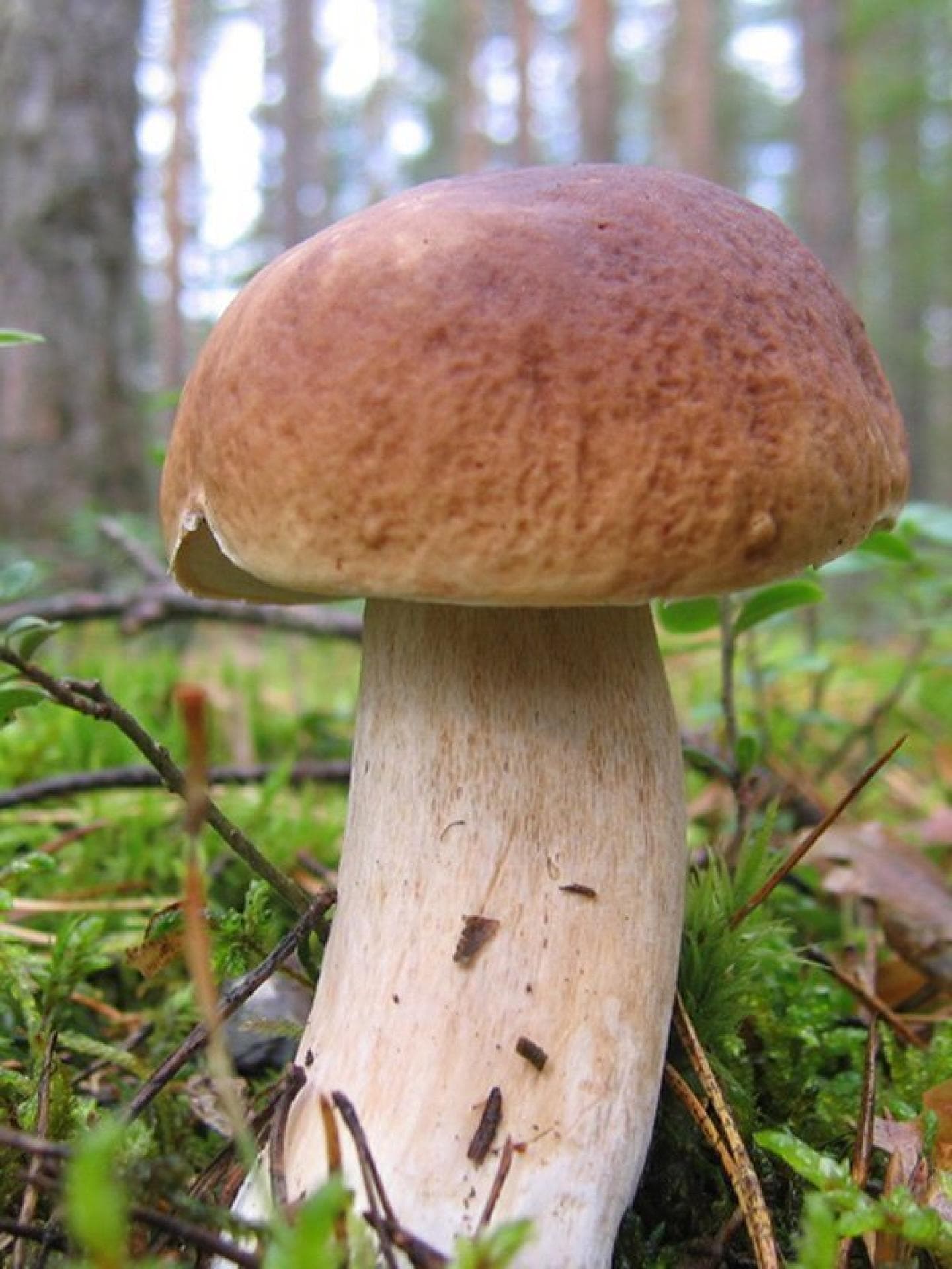 Scheidenpilz vorbeugen Scheidenpilz vorbeugen