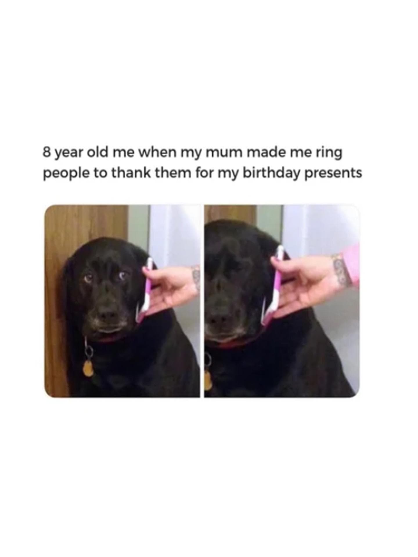 Dog