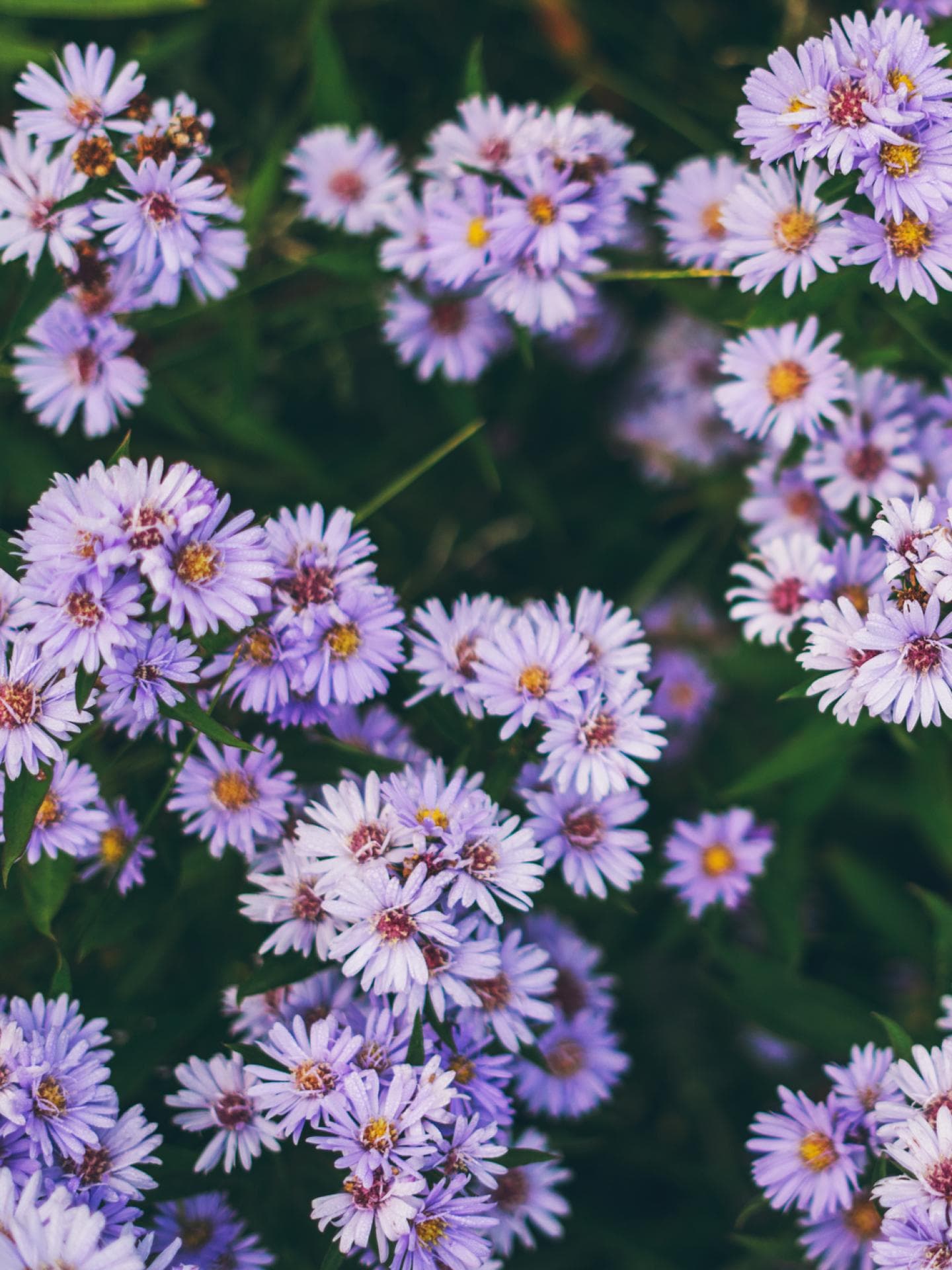 Aster