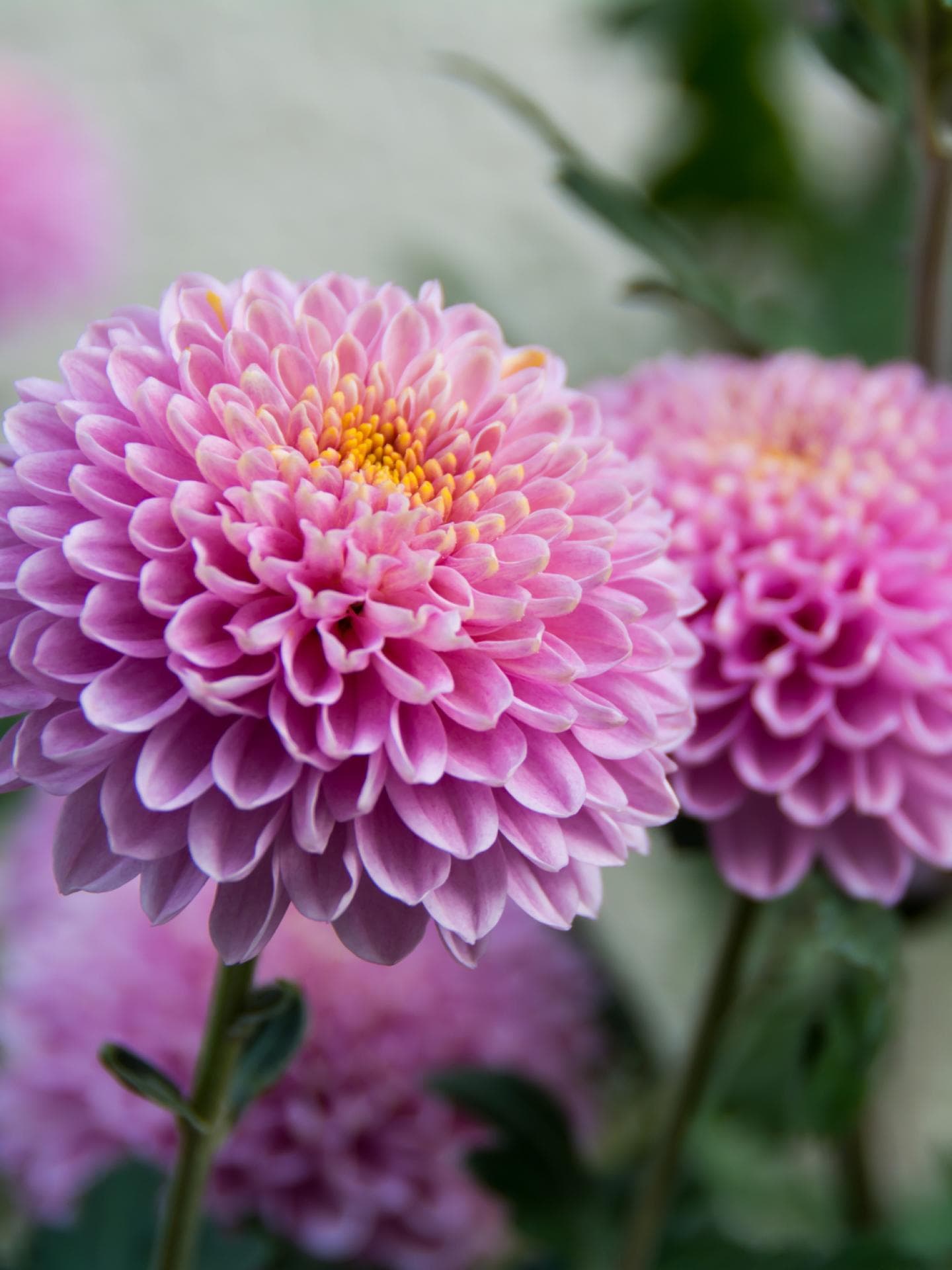 Chrysanthemen
