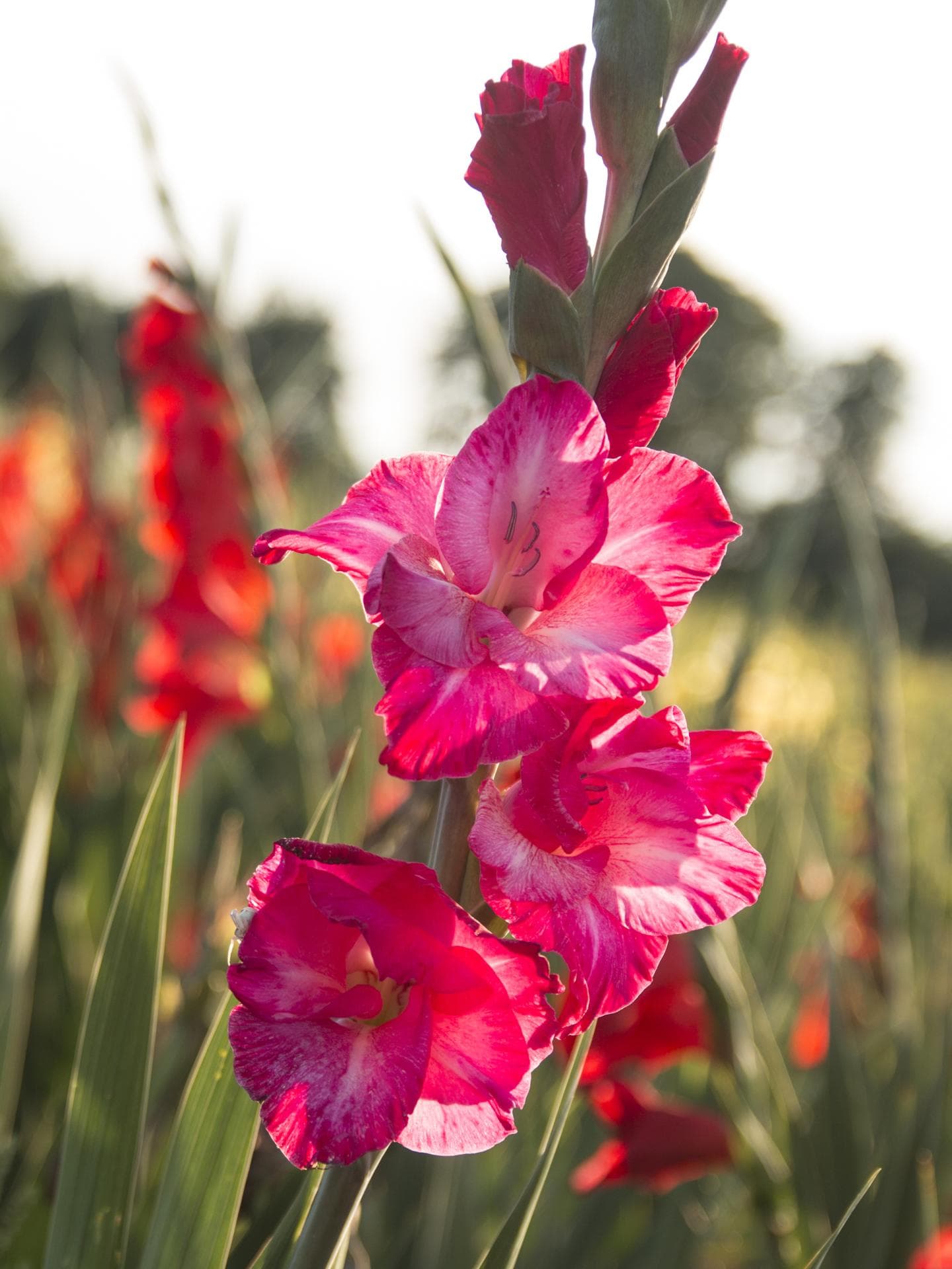 Gladiole