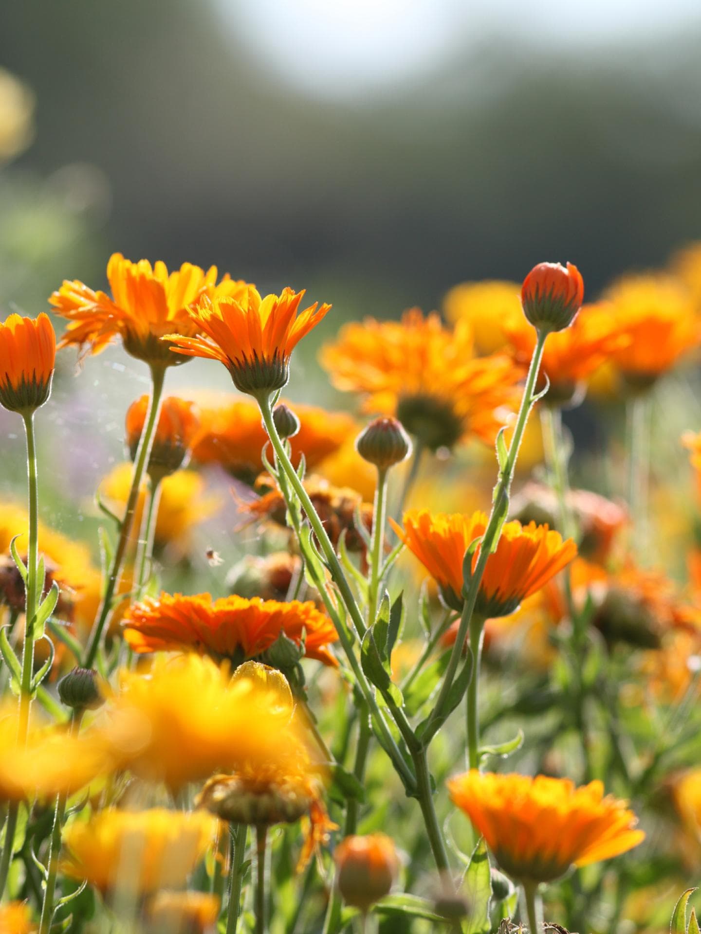 Ringelblume