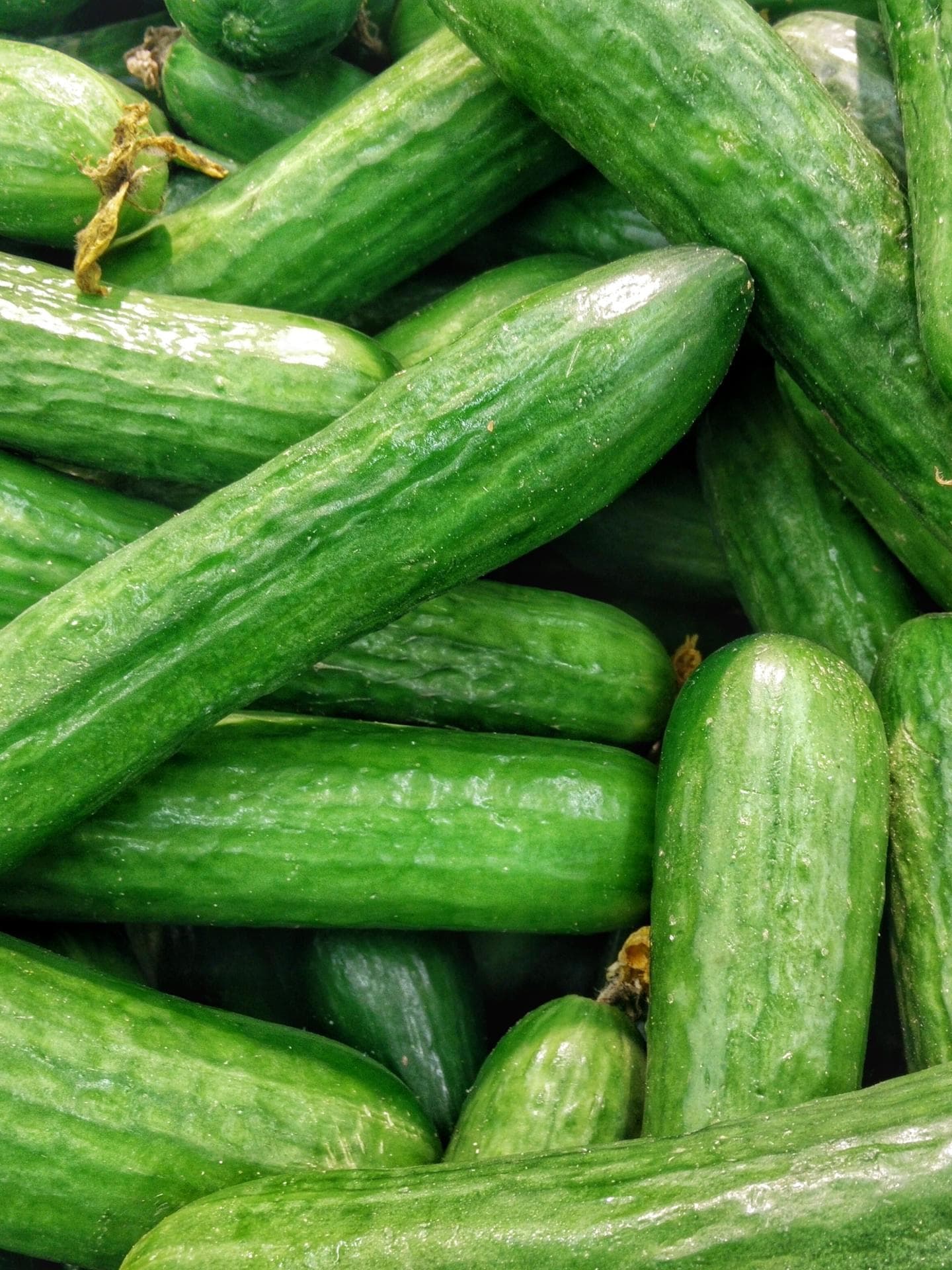 Salatgurken
