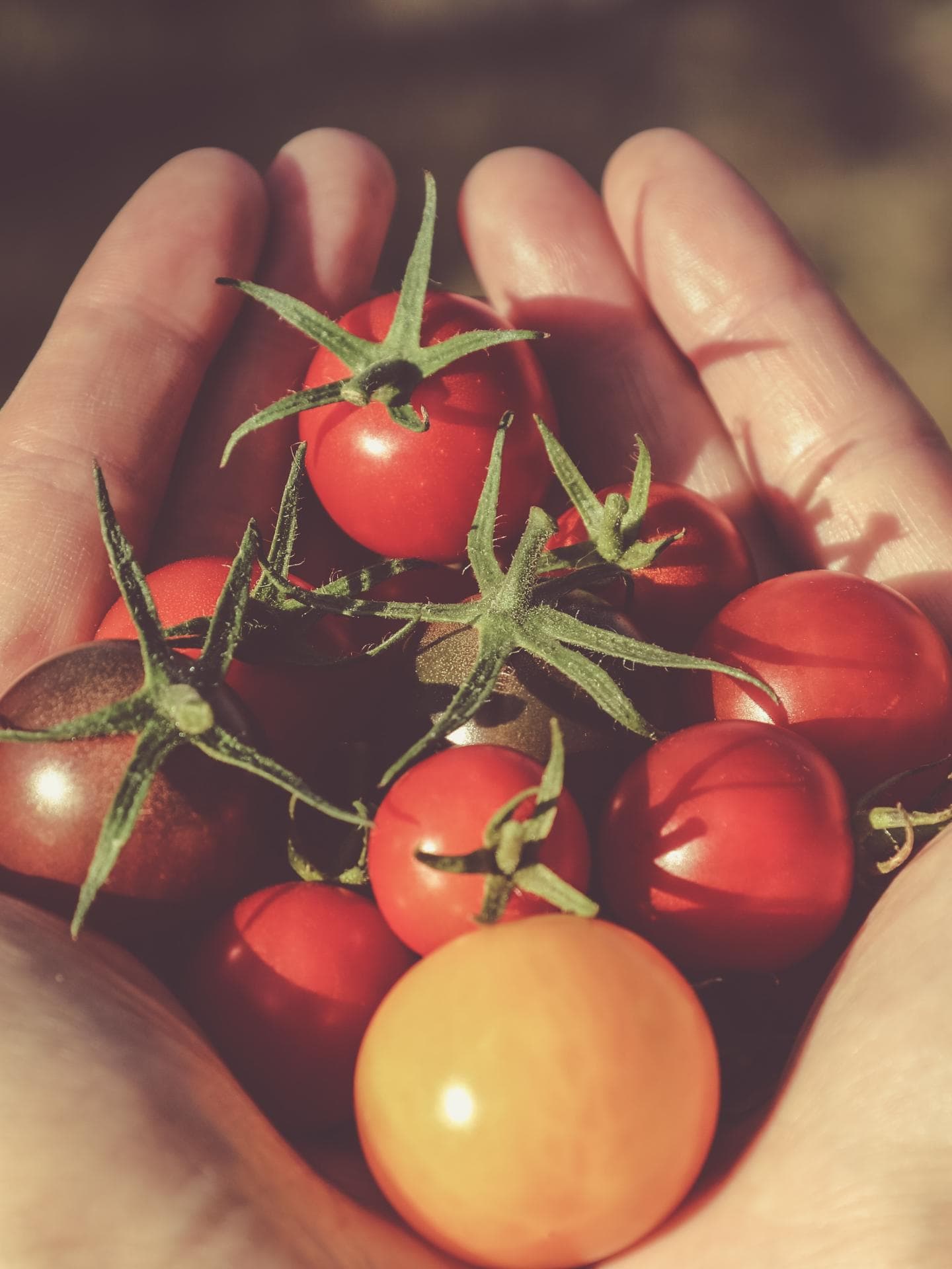 Tomaten