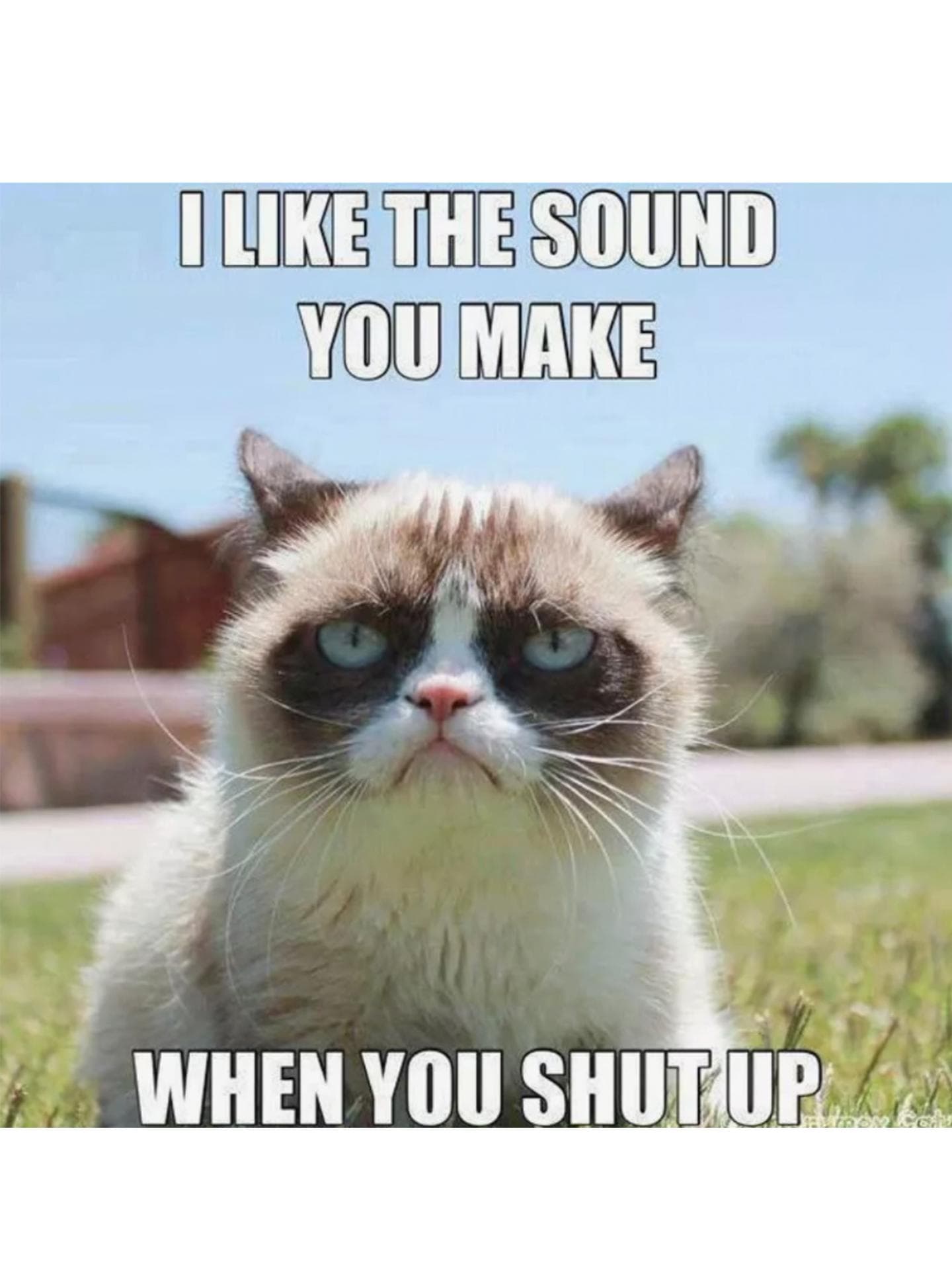 Grumpy Cat Meme