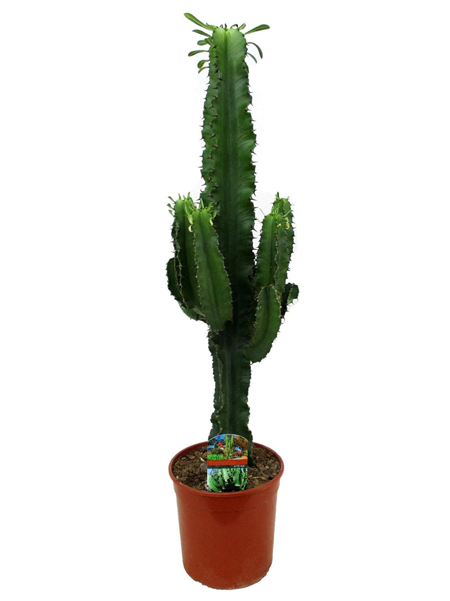 Kaktus