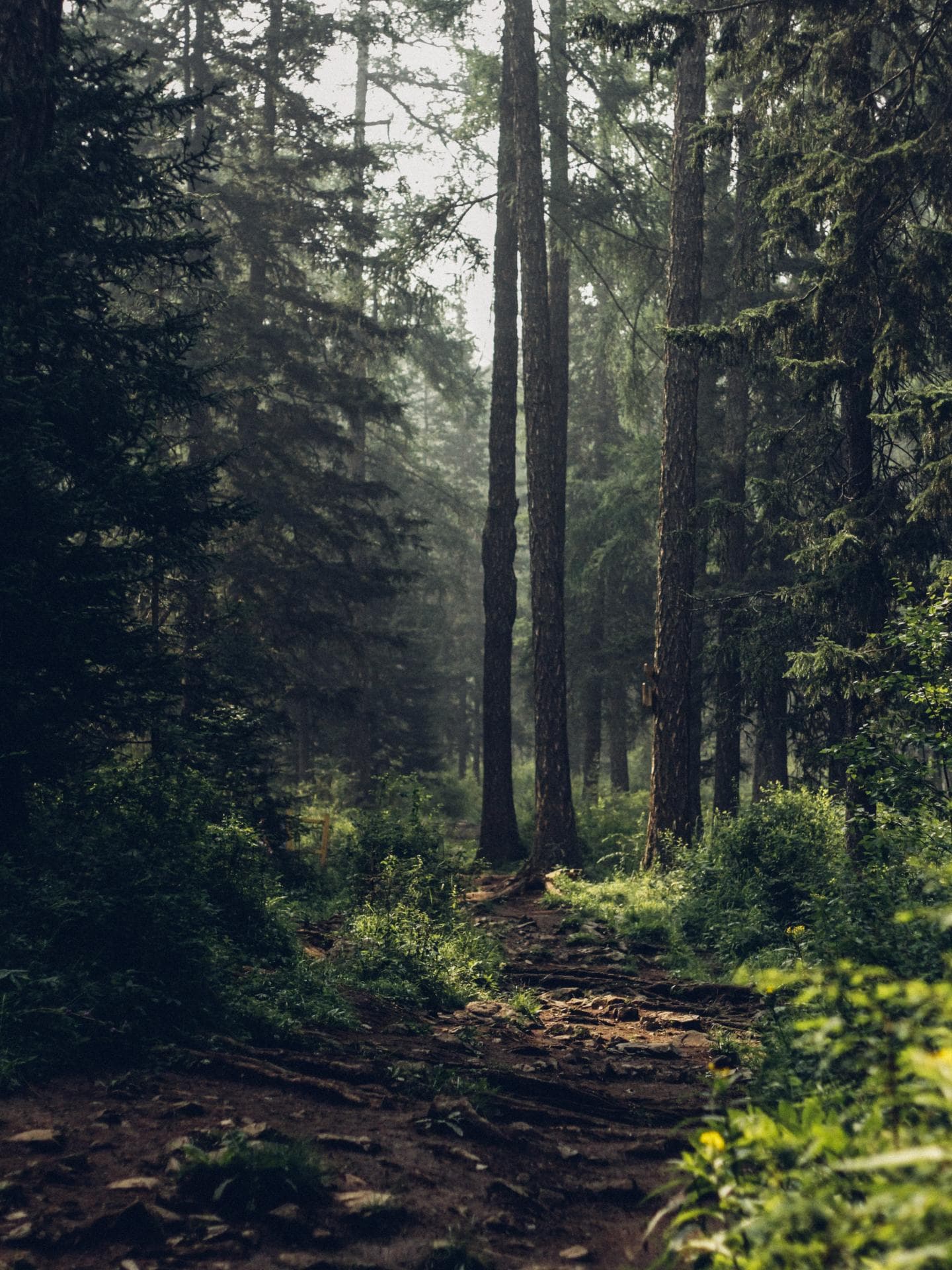 Schwarzwald