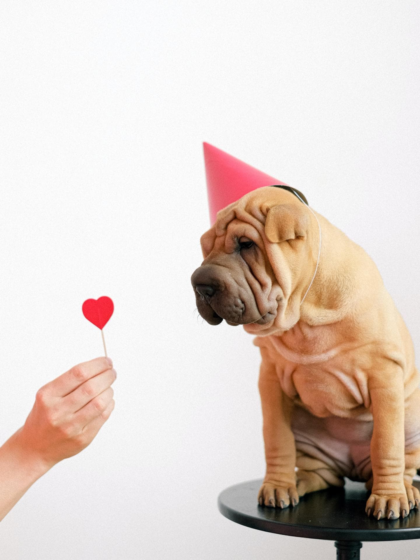 Hunde Liebe