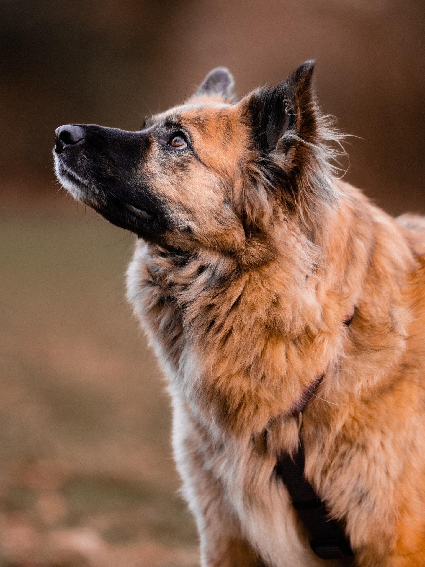 Schäferhund