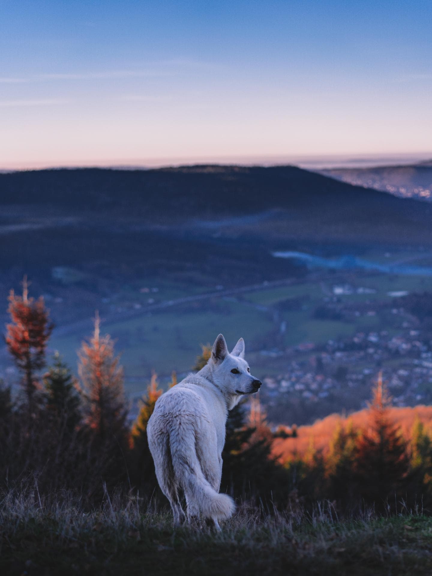 Wolf im Wald