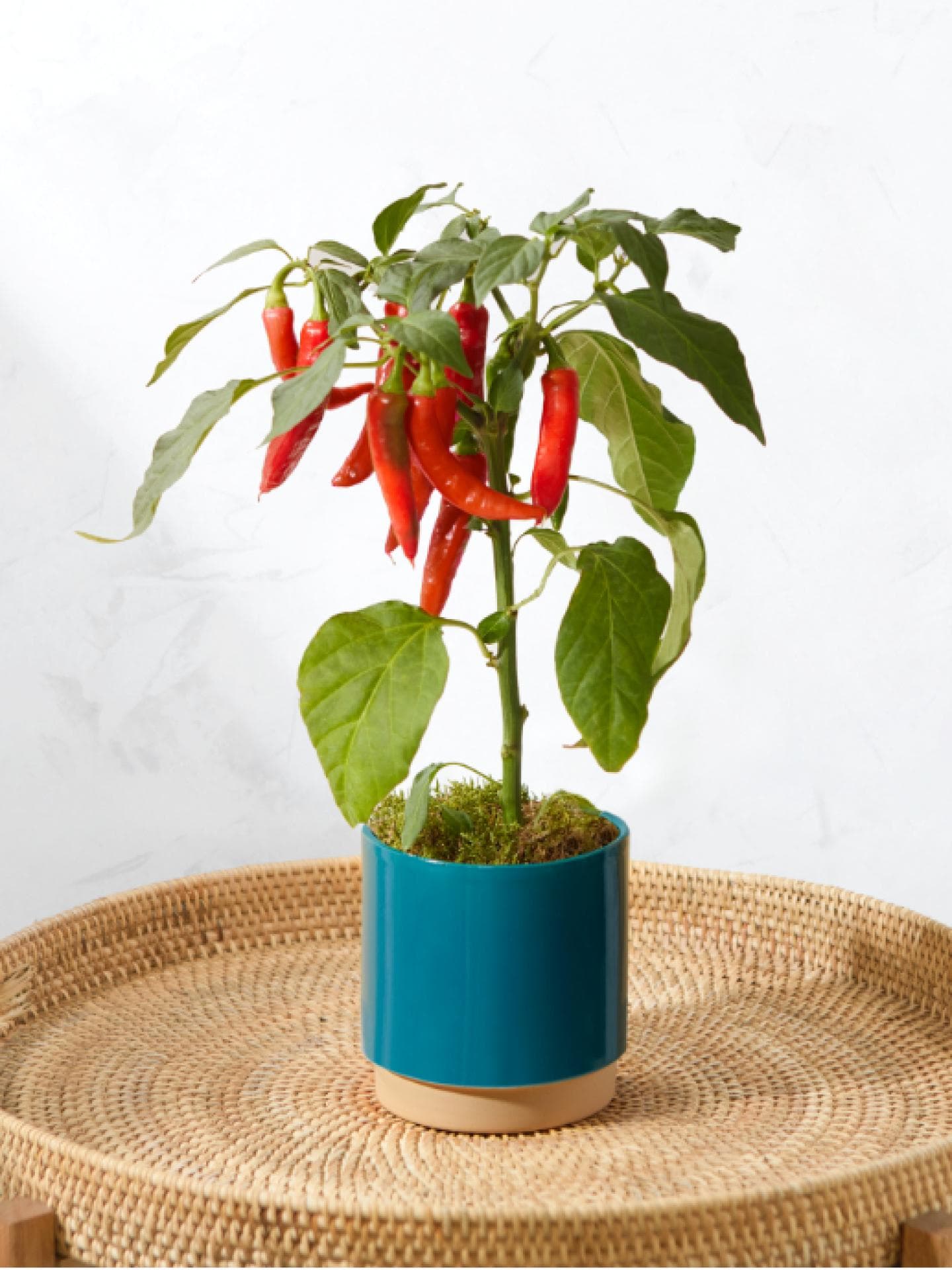 Bloom and Wild Chili-Pflanze