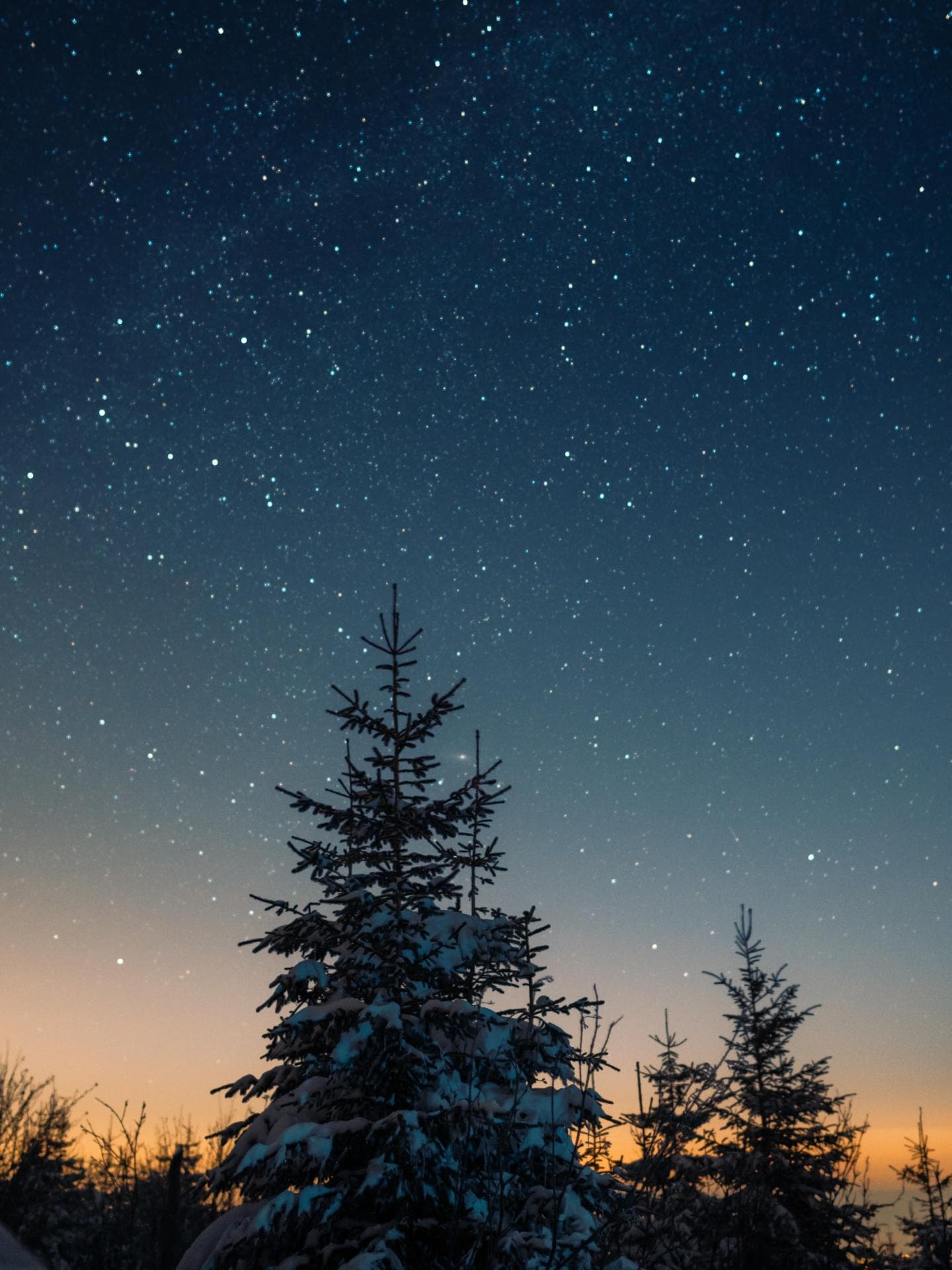 Horoskop Pech Weihnachtswochenende Tannenbaum vor Sternenhimmel