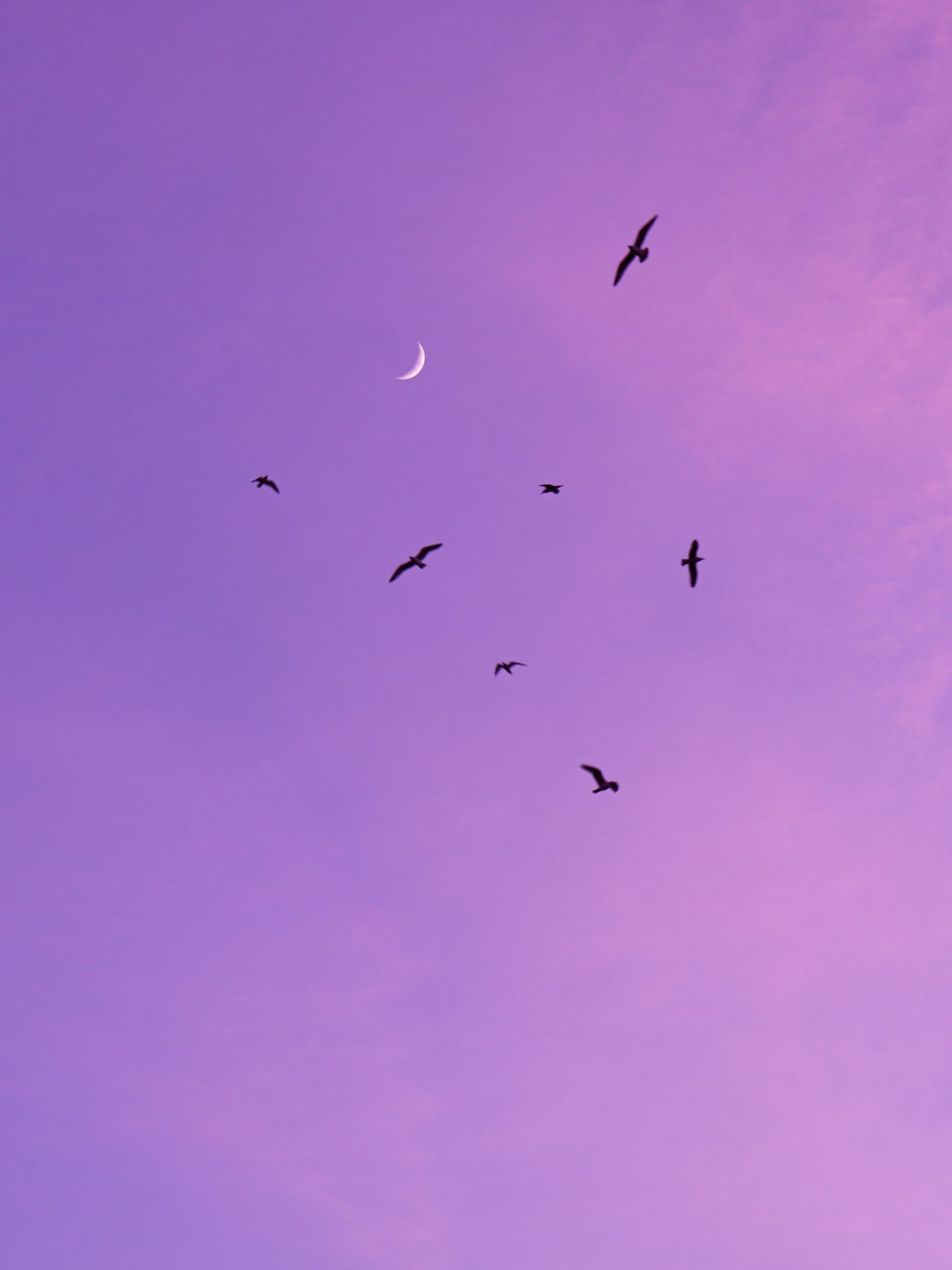 Sichelmond an lila Abendhimmel