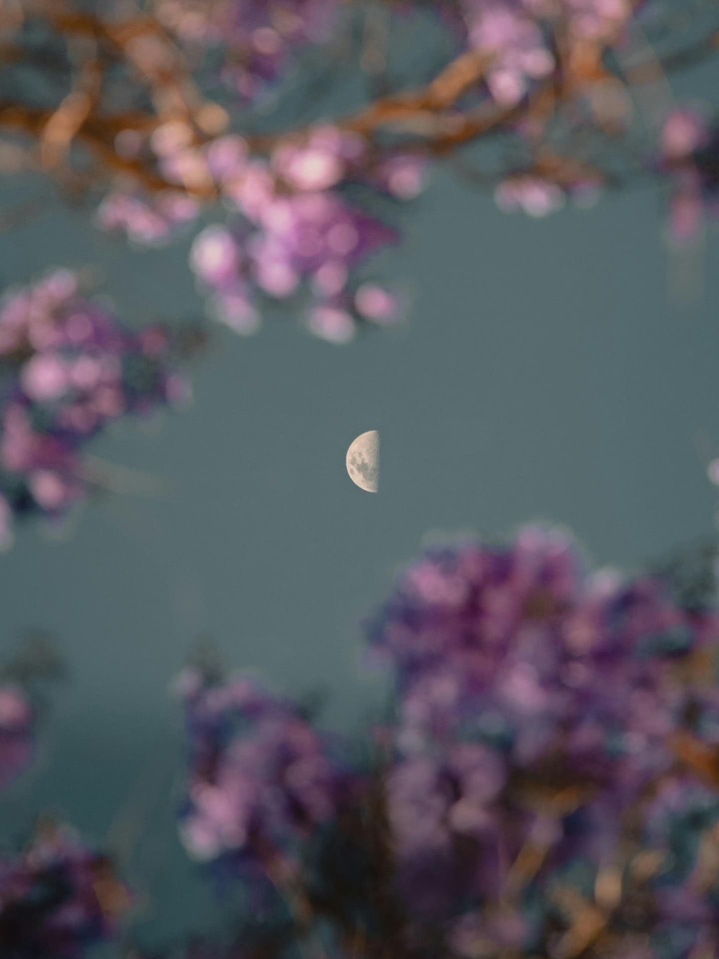 Mond hinter Ästen mit Blüten