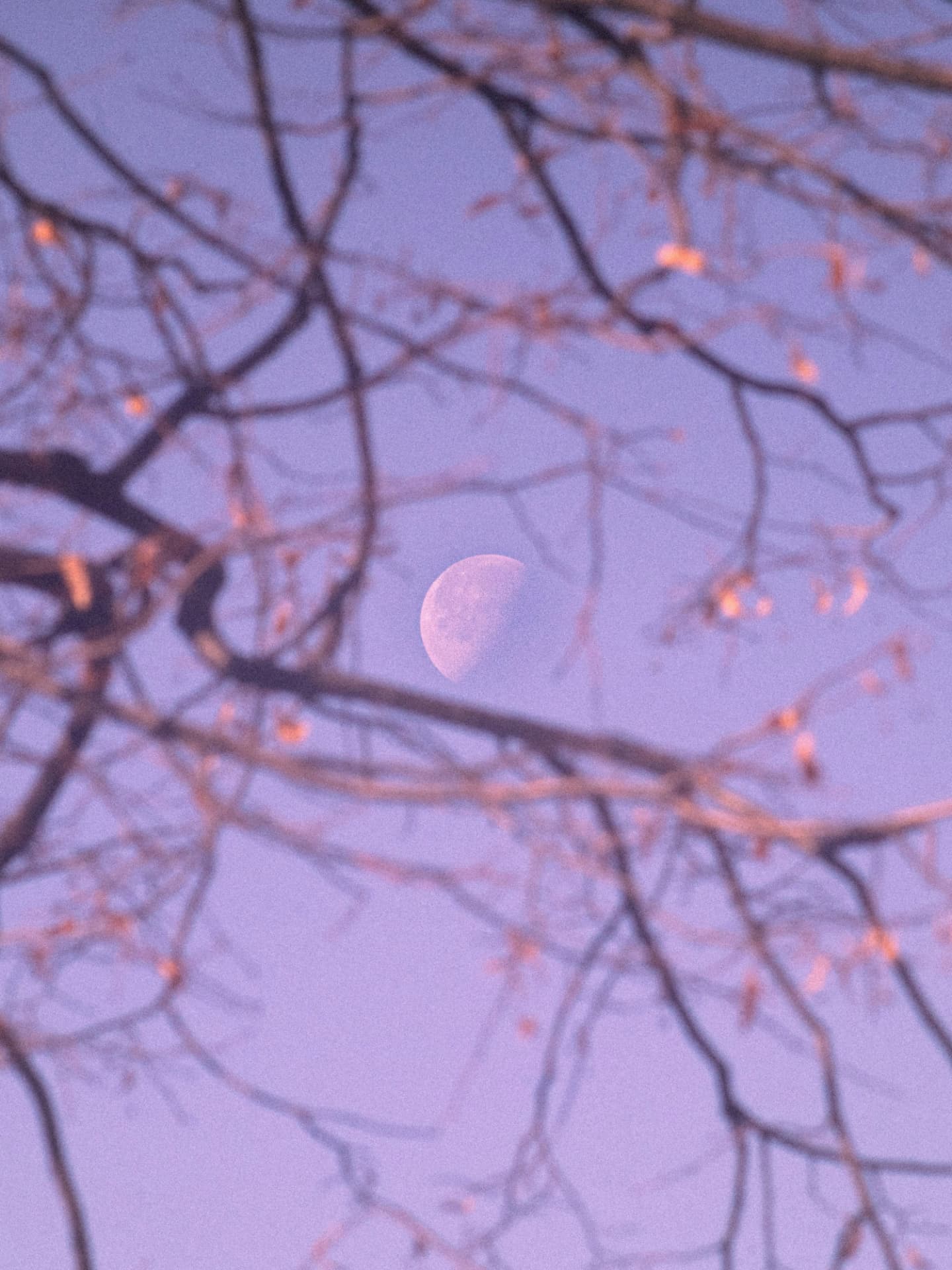 Halbmond scheint durch Zweige
