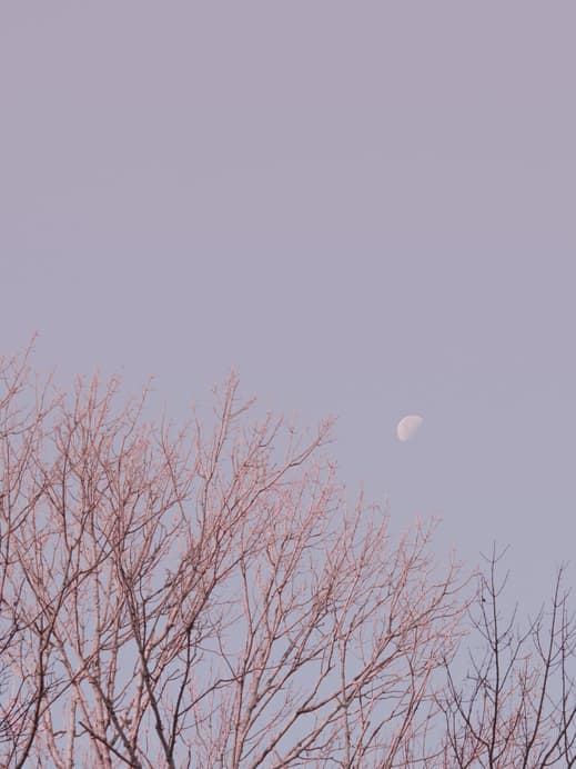 Mond am pastellfarbenen Himmel über einem kahlen Baum