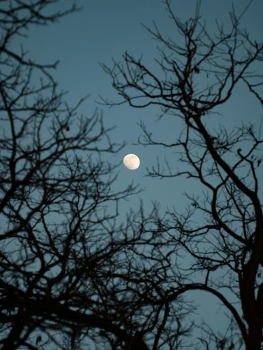 Mond am blauen Himmel mit kahlen Bäumen