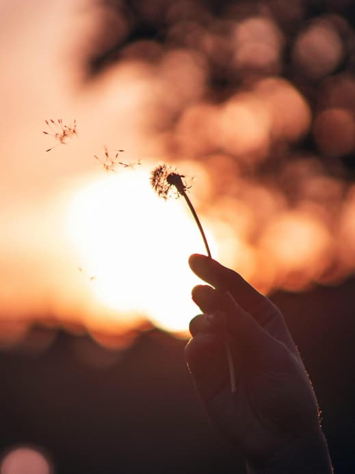 Puseblume im Sonnenuntergang