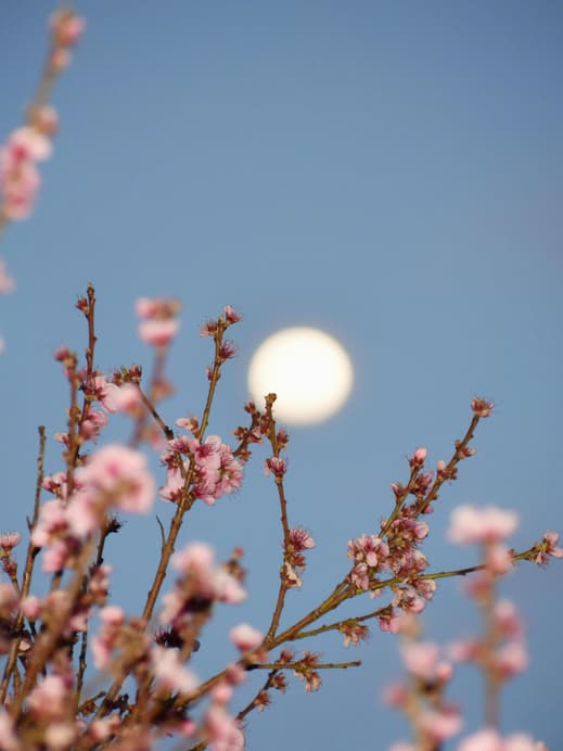 Blühende Zweige vor Mond