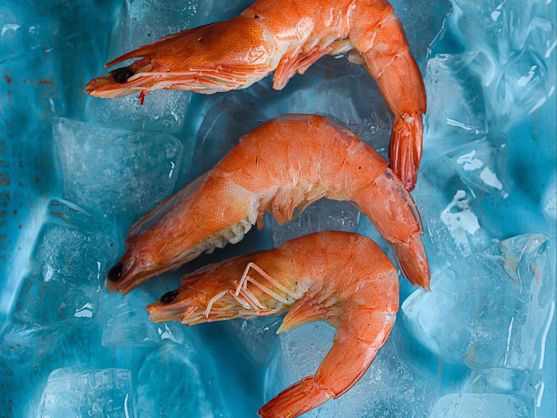 Seafood Seafood