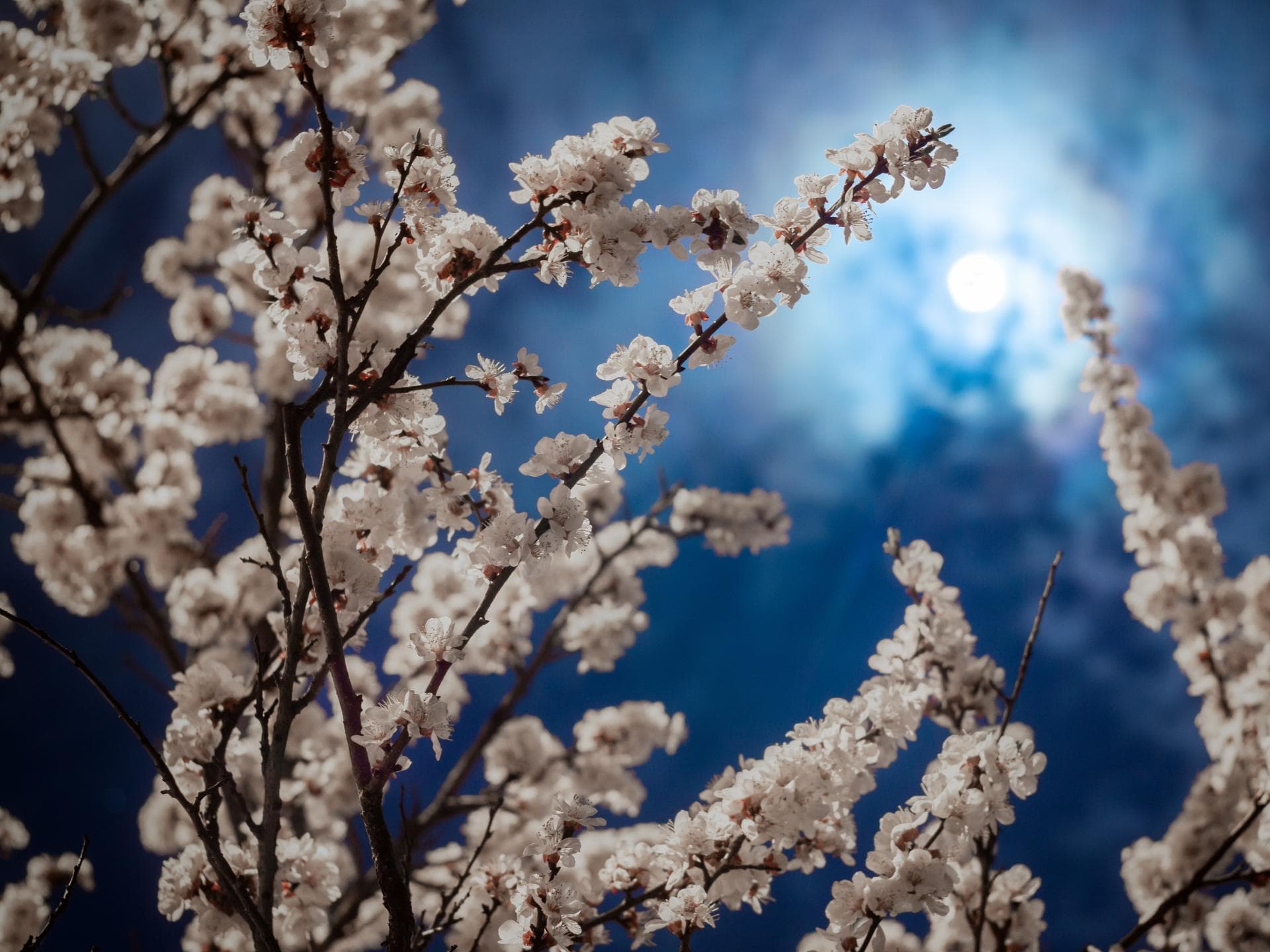 blue moon