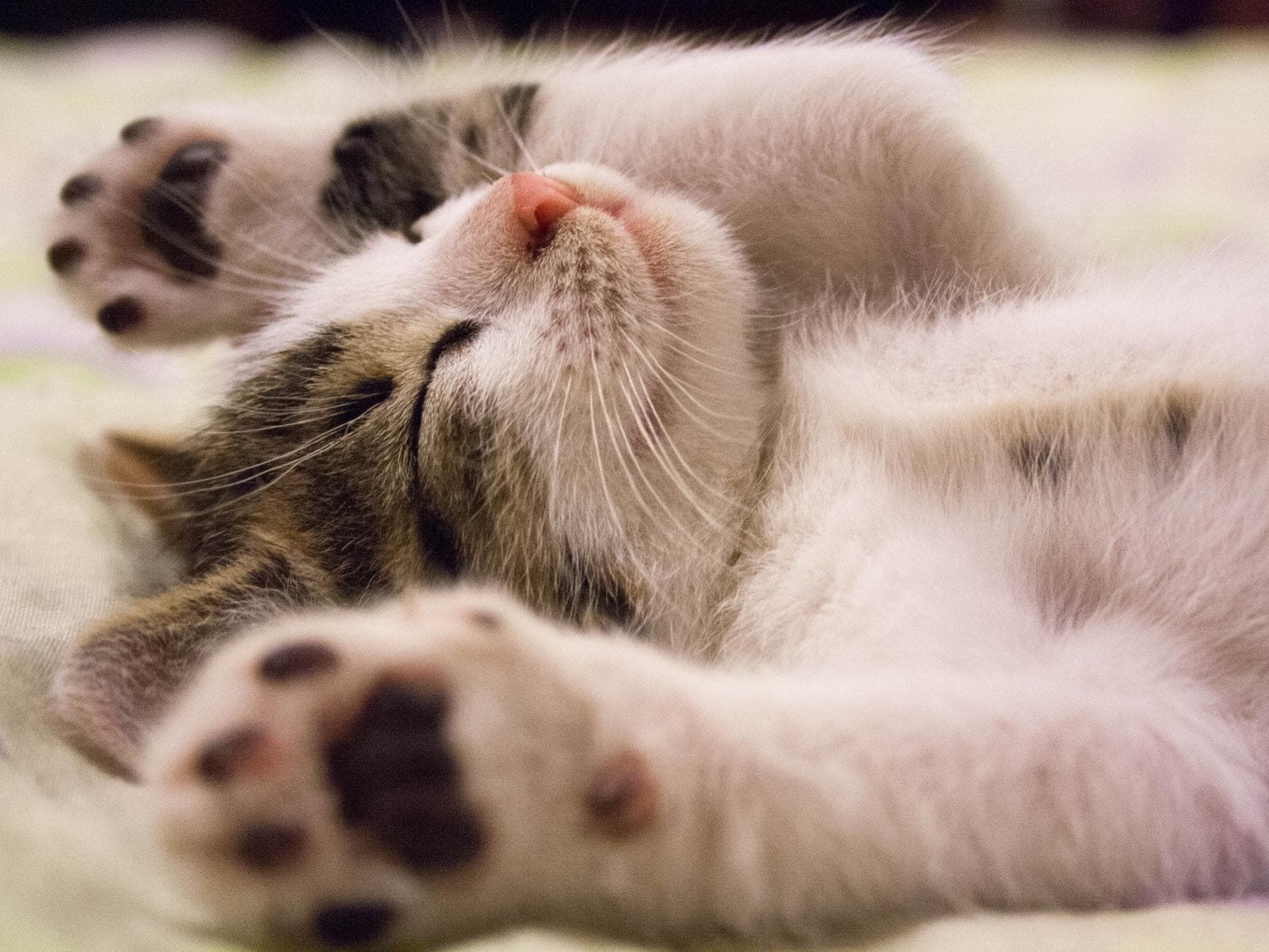 Umarme-Deine-Katze-Tag Katze liegt auf Bett