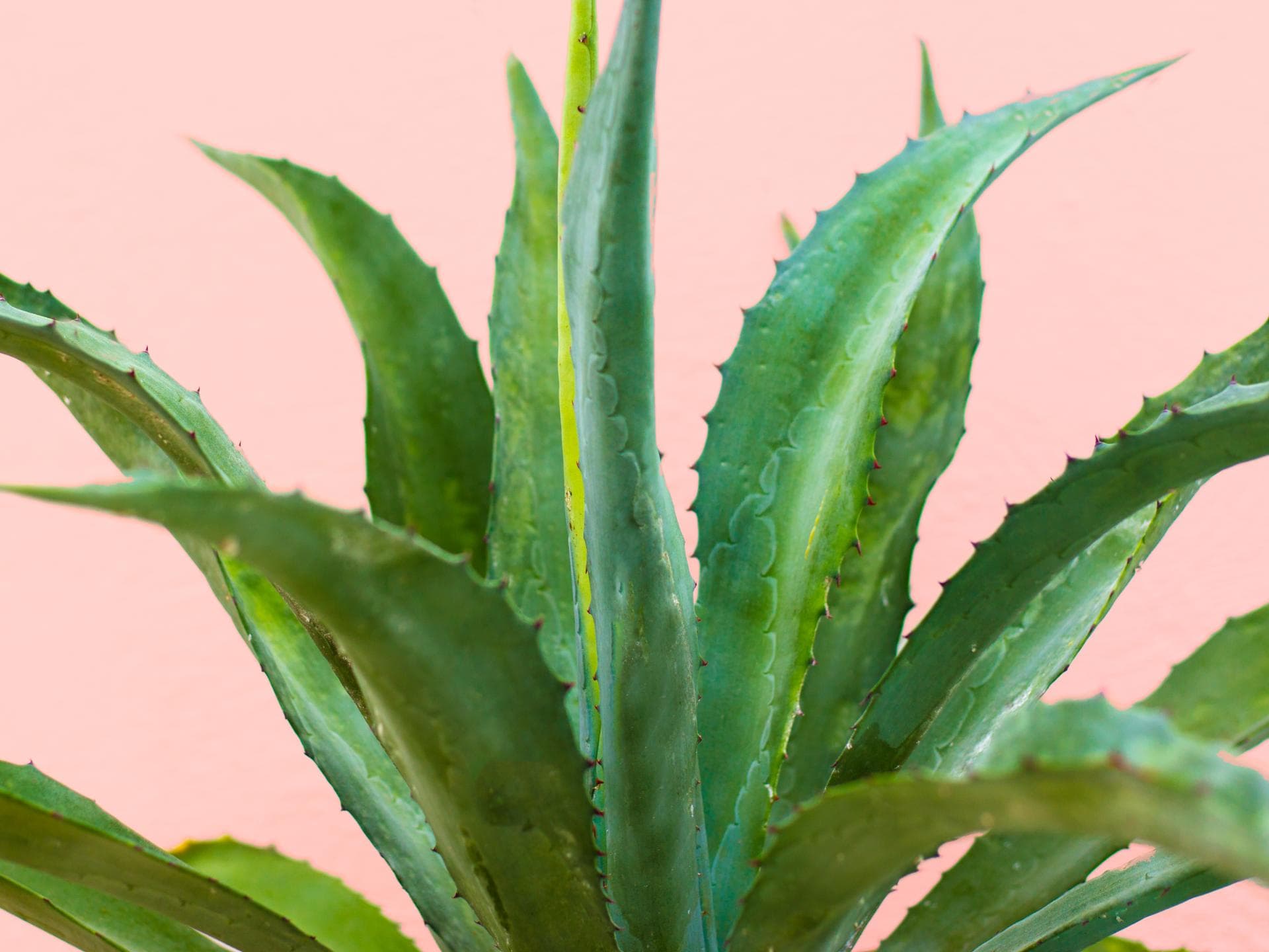alocasia amazonica kaufen Alocasia amazonica aka Polly main image 1