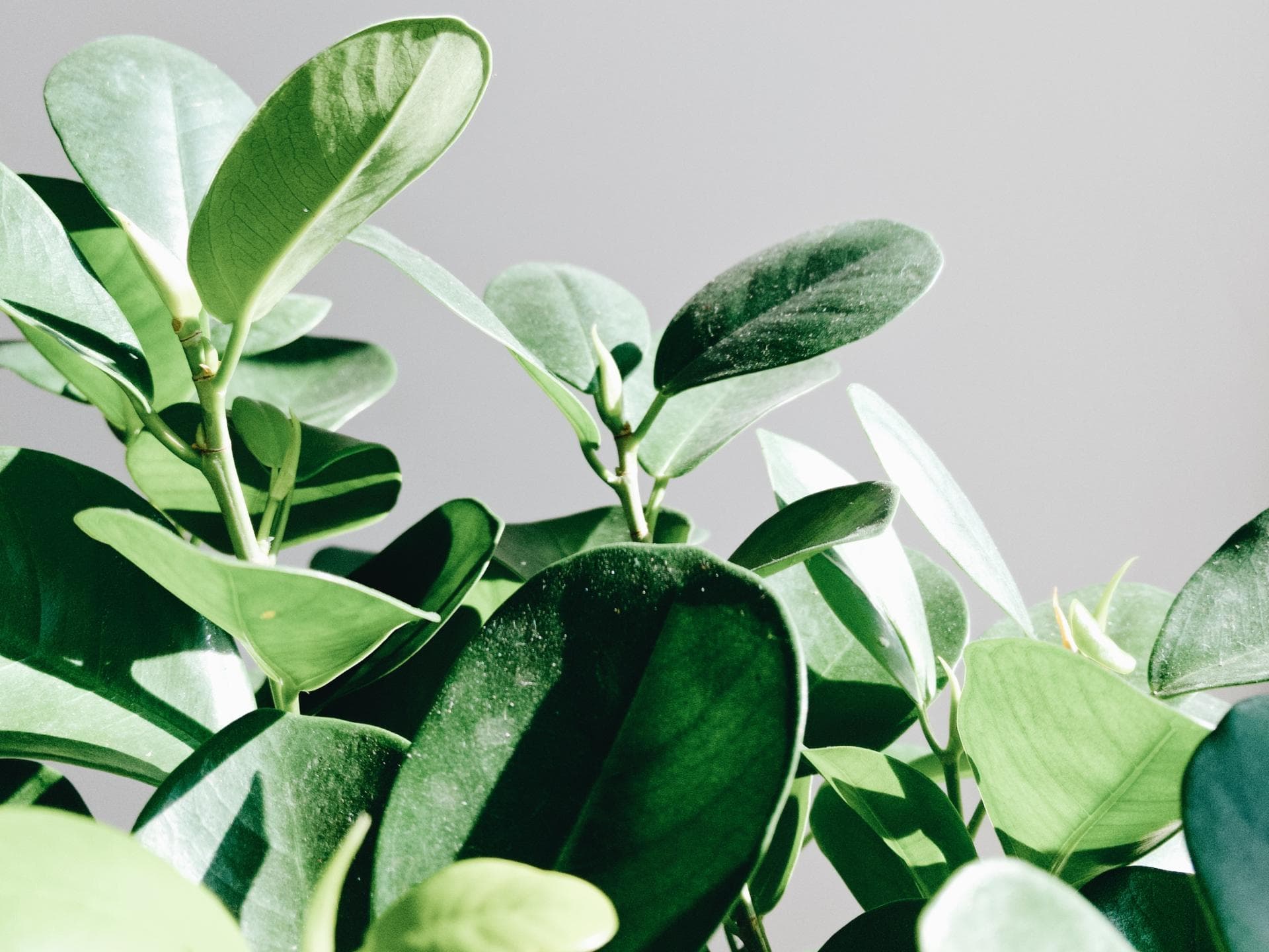 Ficus Ficus