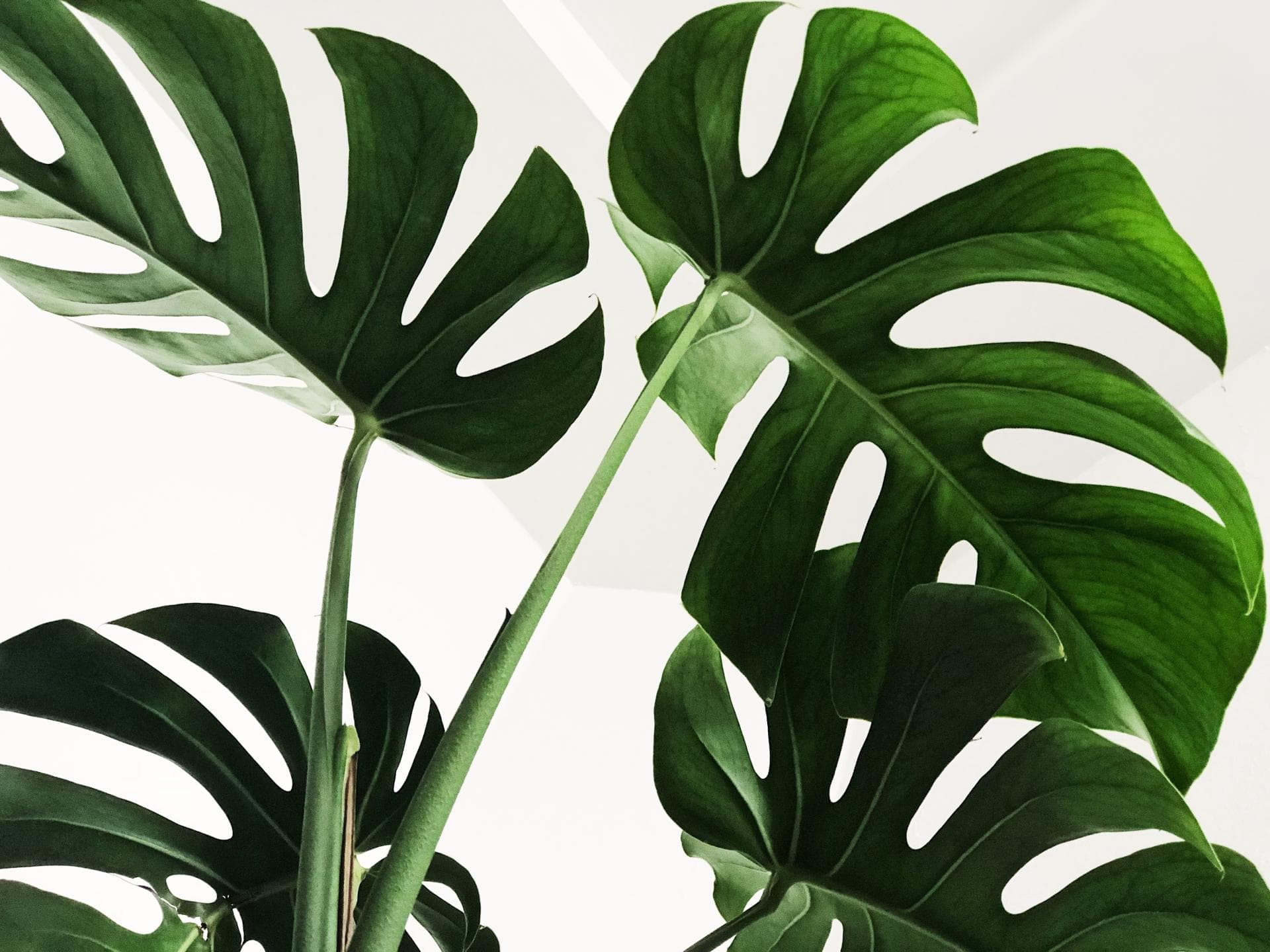 Monstera Monstera
