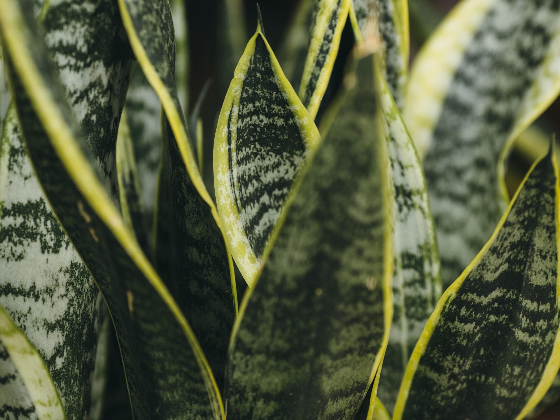 Sansevieria Sansevieria